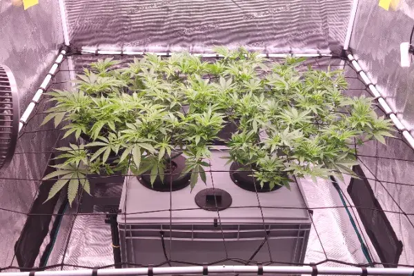 Red Hot Muffin von Sweet Seeds