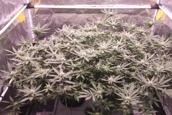 Red Hot Muffin von Sweet Seeds
