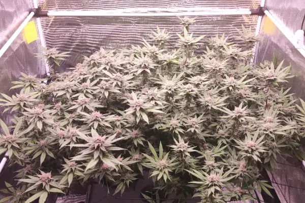 Red Hot Muffin von Sweet Seeds